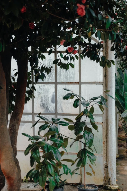 a window with a plant near it behind the glass