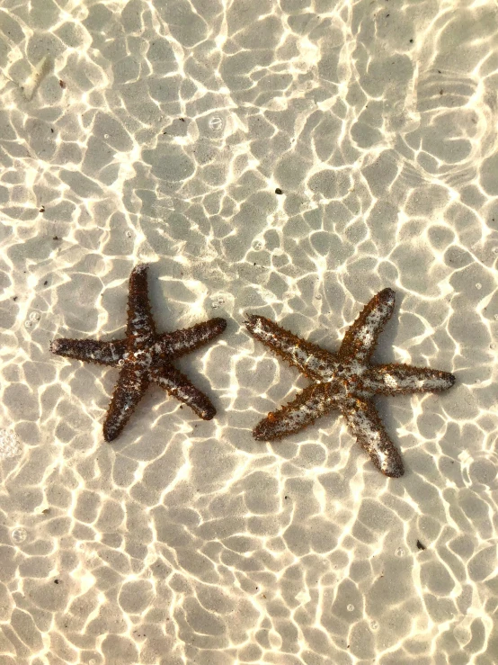 two small starfishs swim on water near the beach