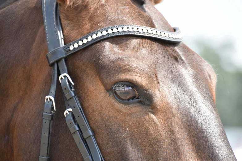 a brown horse wearing a leather bridle looking forward