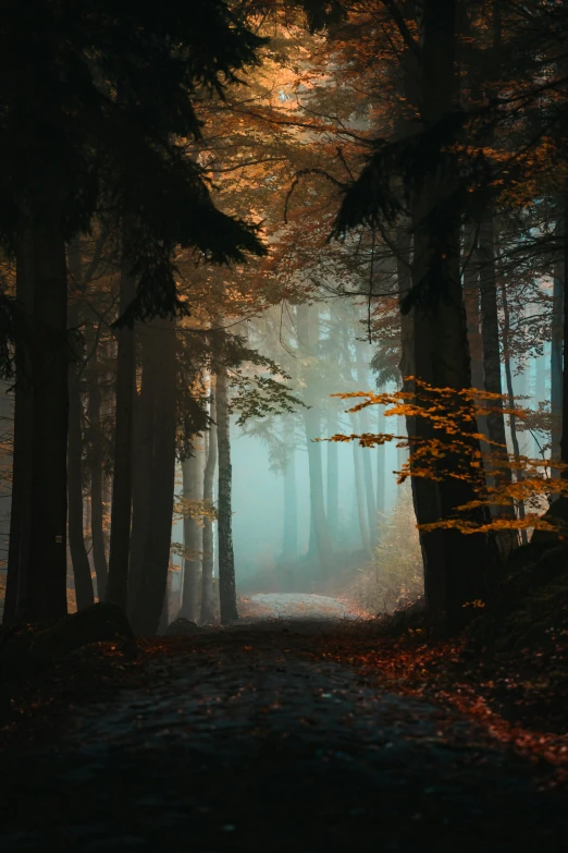 a trail in the woods that is dark and foggy