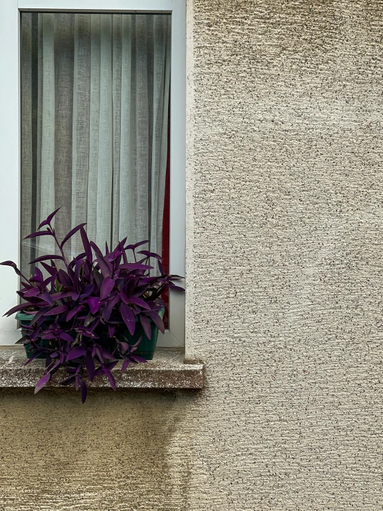 a purple plant sits in a window in front of a grey curtain