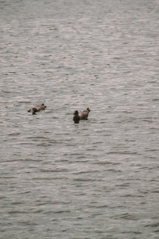 two ducks swim in water near each other