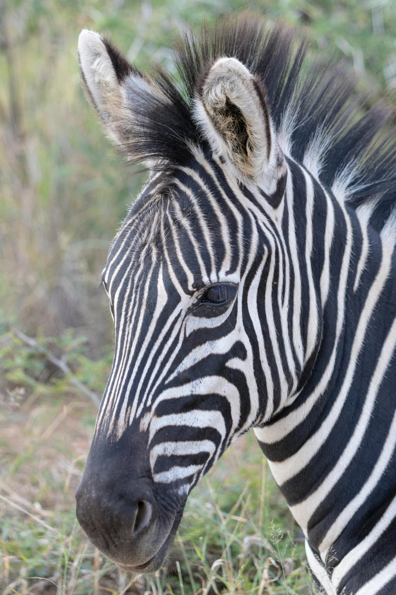 the ze has black and white stripes on it's head