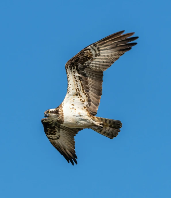 a brown and white bird flying through a blue sky