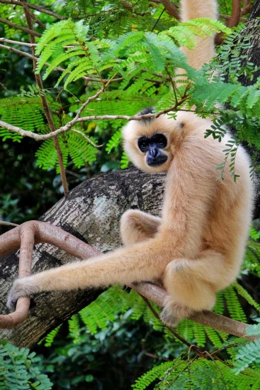 a monkey with a black face sitting in a tree