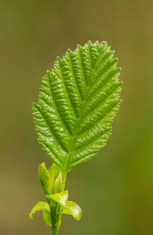 a green leaf with the background of the leaves