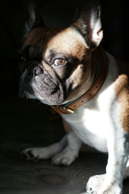 a dog sits in the dark with its head tilted