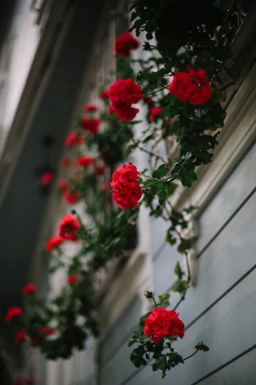 a group of red flowers growing on a planter