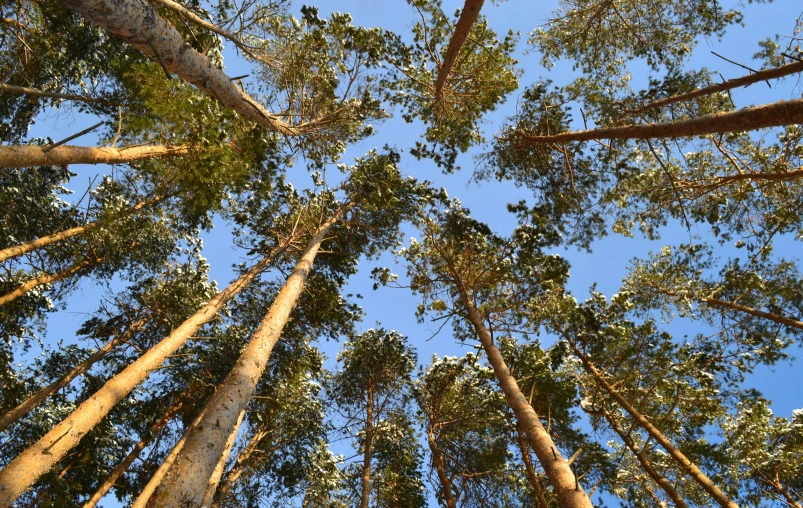 view looking up at tall trees against a blue sky