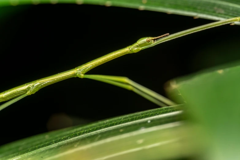 a close up view of a tiny green insect