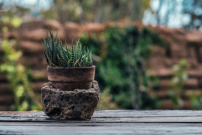 a couple of brown pots filled with green plants