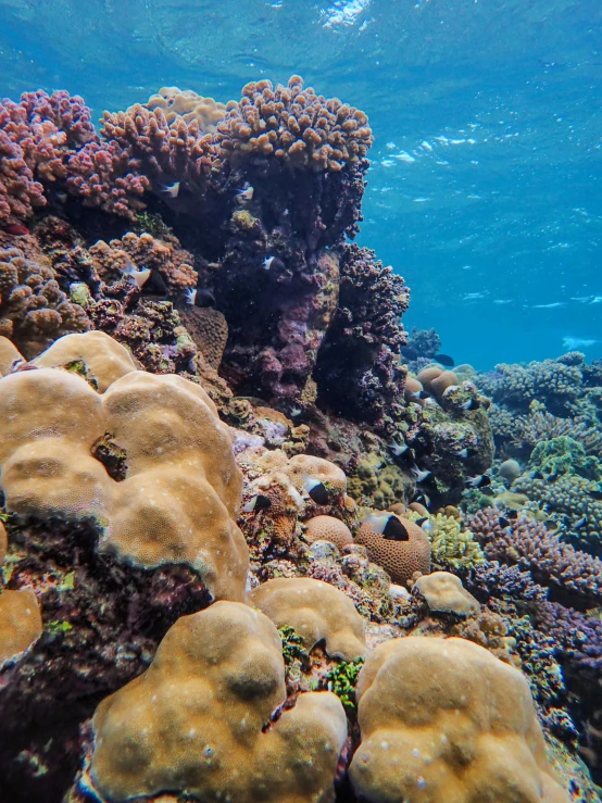 a large sea sponge up against a reef wall