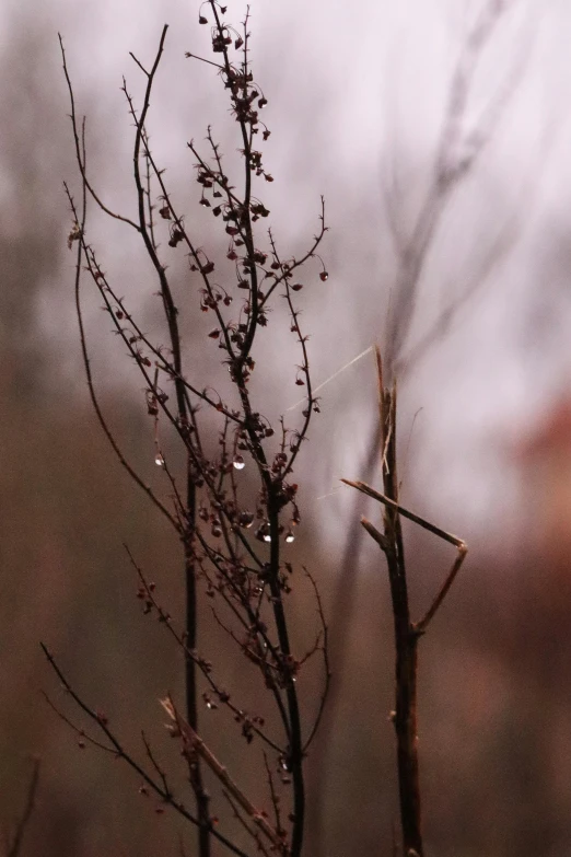 the nch with the buds still has no leaves