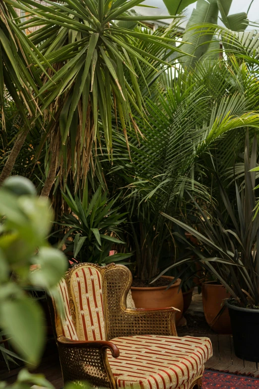 an image of outdoor room with plants