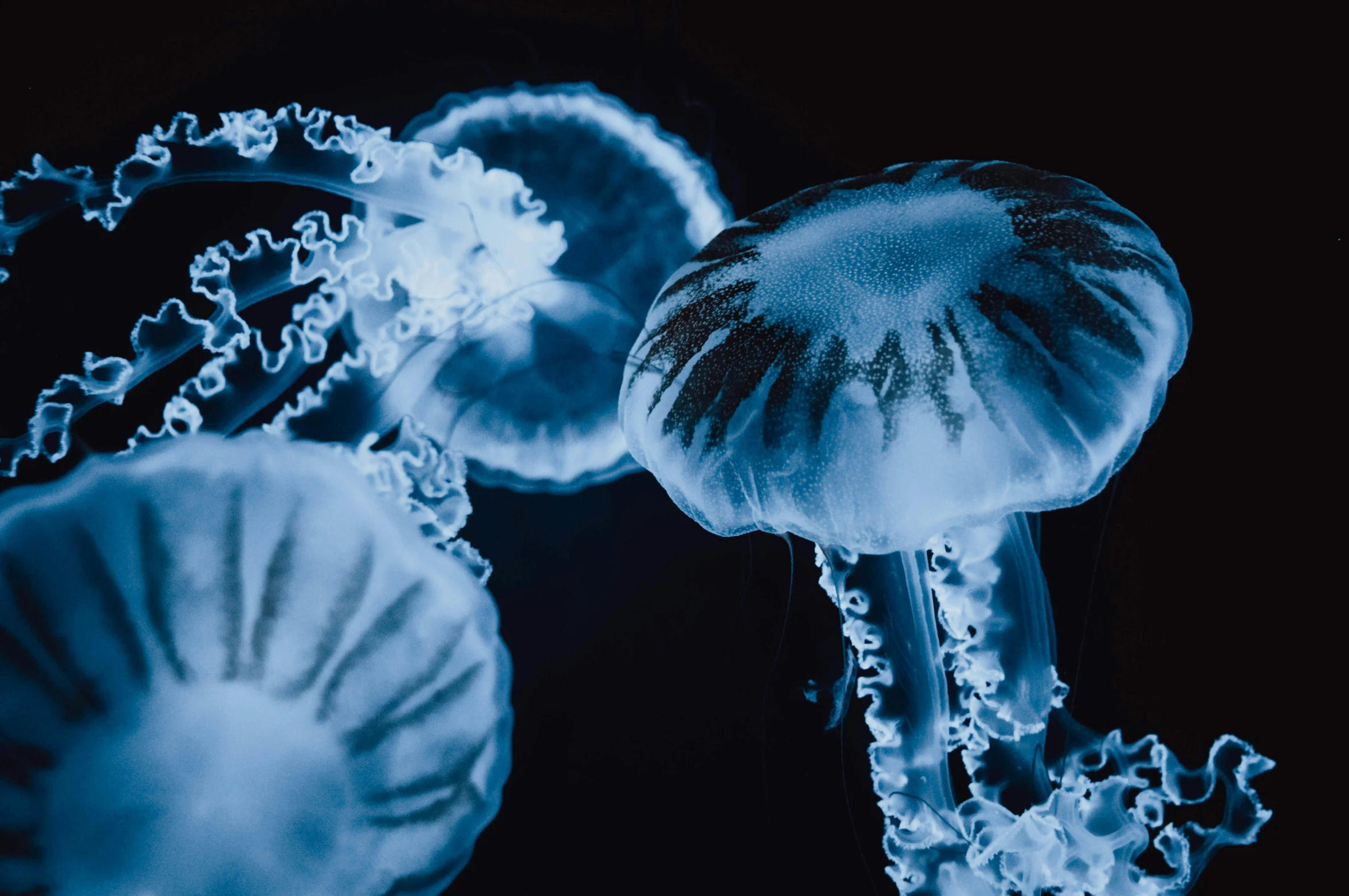 an underwater po of a couple of jelly fish in the dark