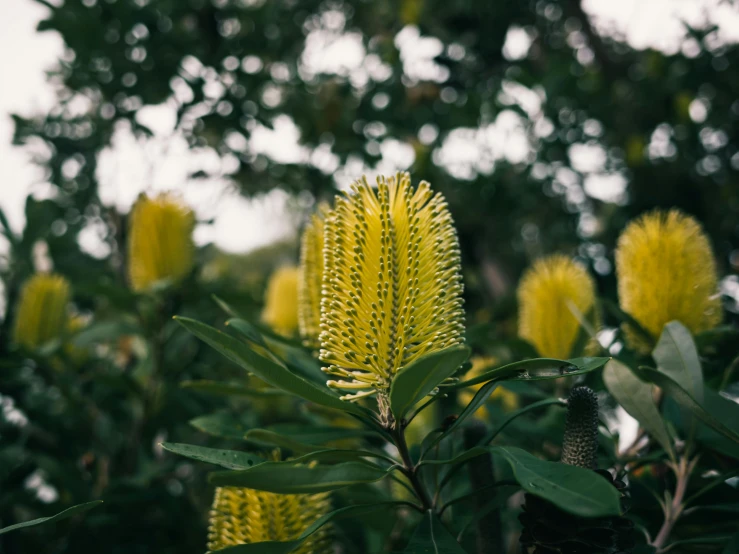 some yellow and green flowers and trees in the background