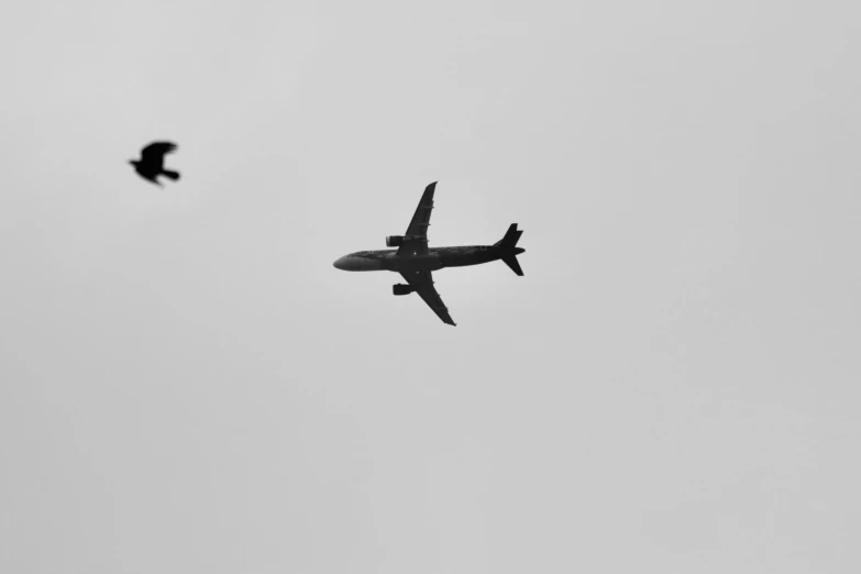 an airplane and a bird in the air