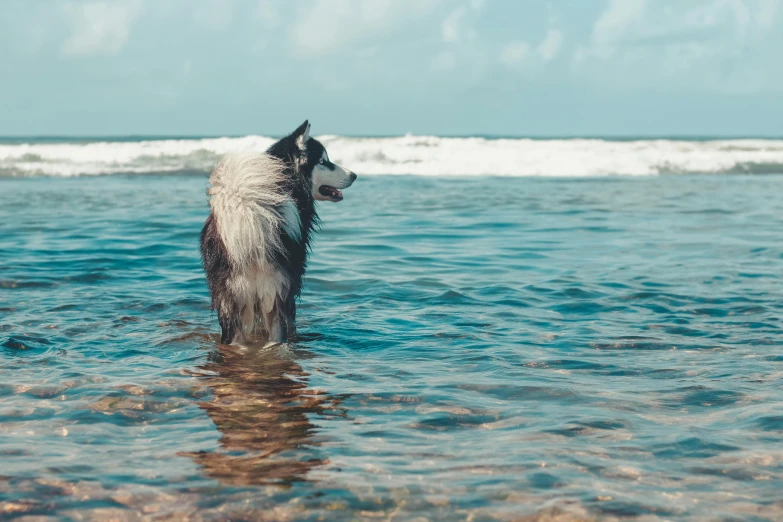 a dog standing in the water while looking up at soing