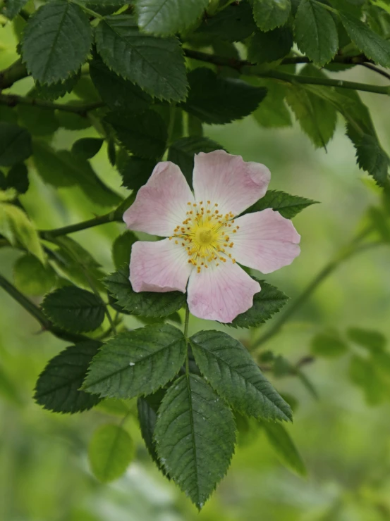 a single pink flower growing on top of leaves