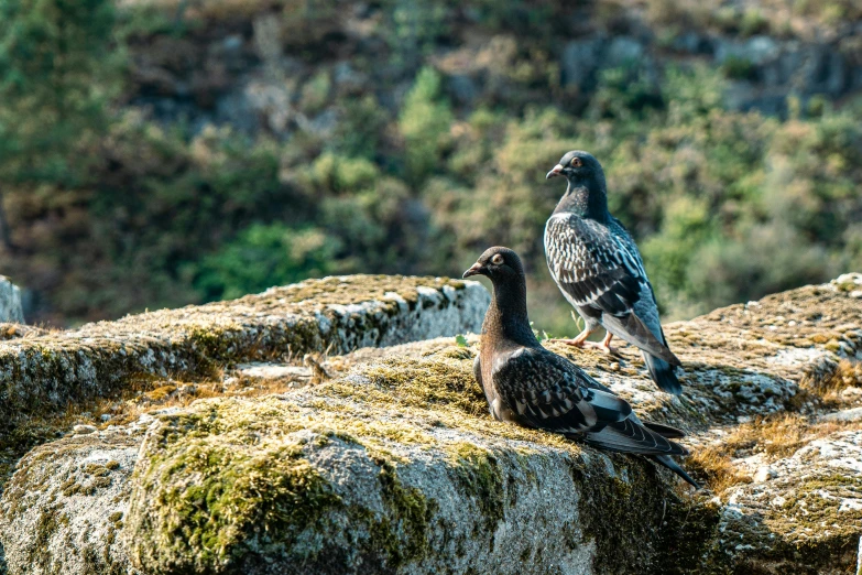 two birds that are standing on the top of a rock