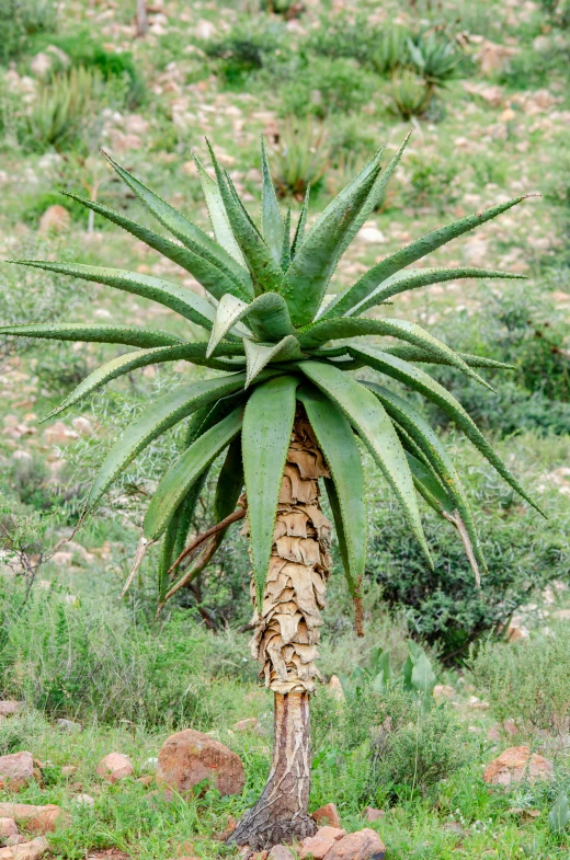 a green plant grows next to rocks and greenery