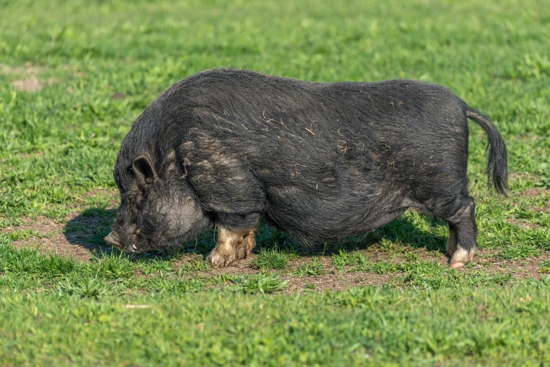 a large boar in the grass eating soing