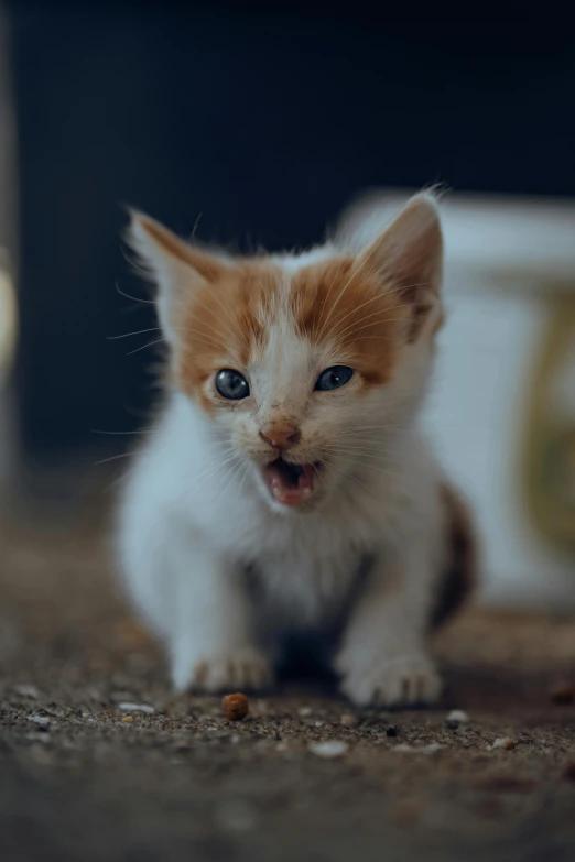 this kitten is looking surprised and making a weird face