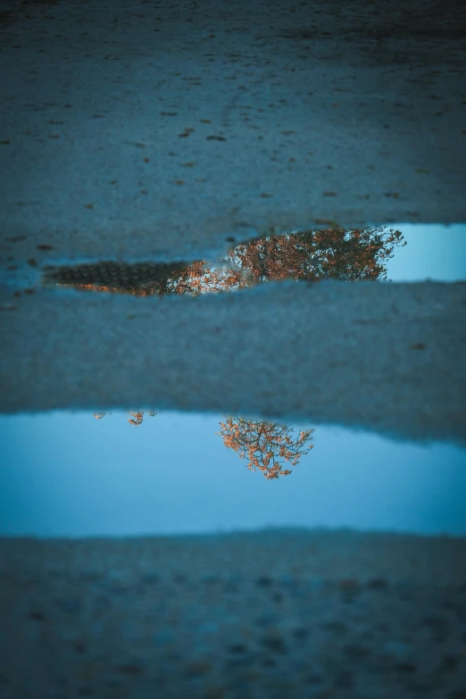 the reflection of two bushes in the water