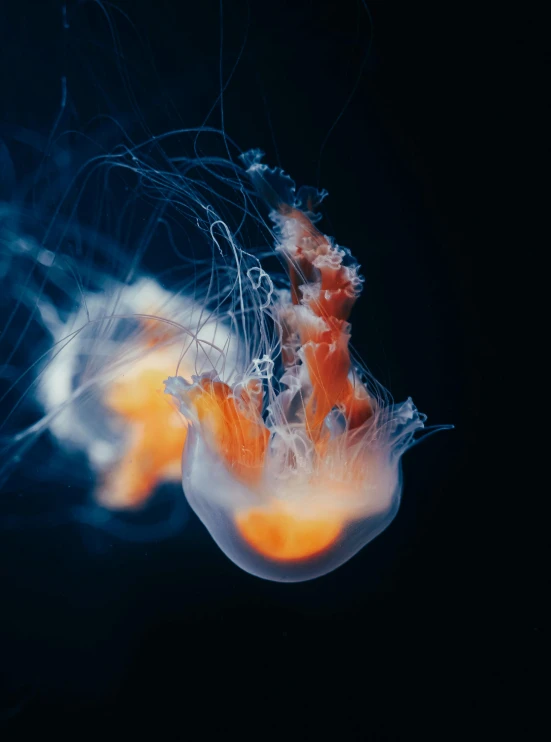 a jellyfish is swimming near some small rocks