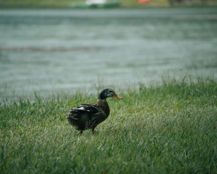 a mallard standing in a grass field near water