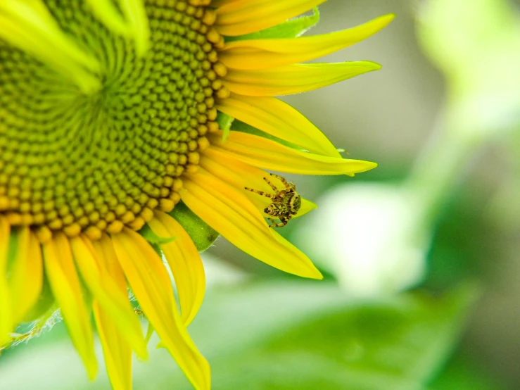 a close up of a sunflower on the stem