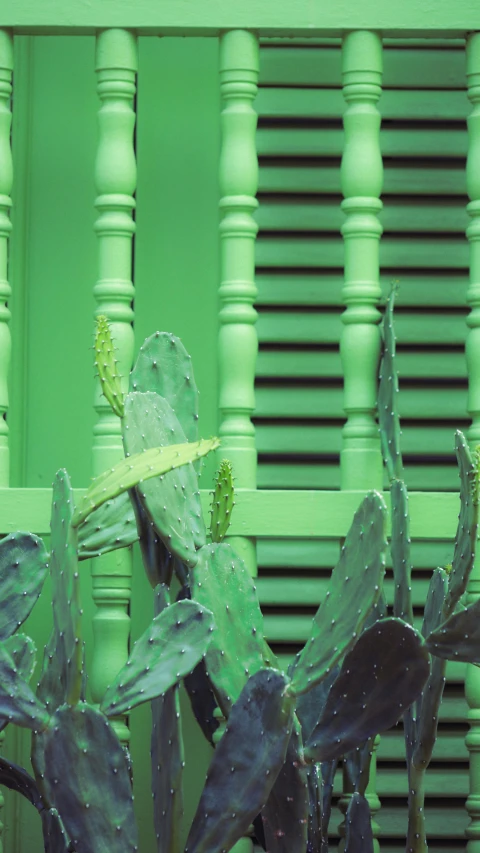the leaves and stems of cactuses are displayed in front of a green painted wall