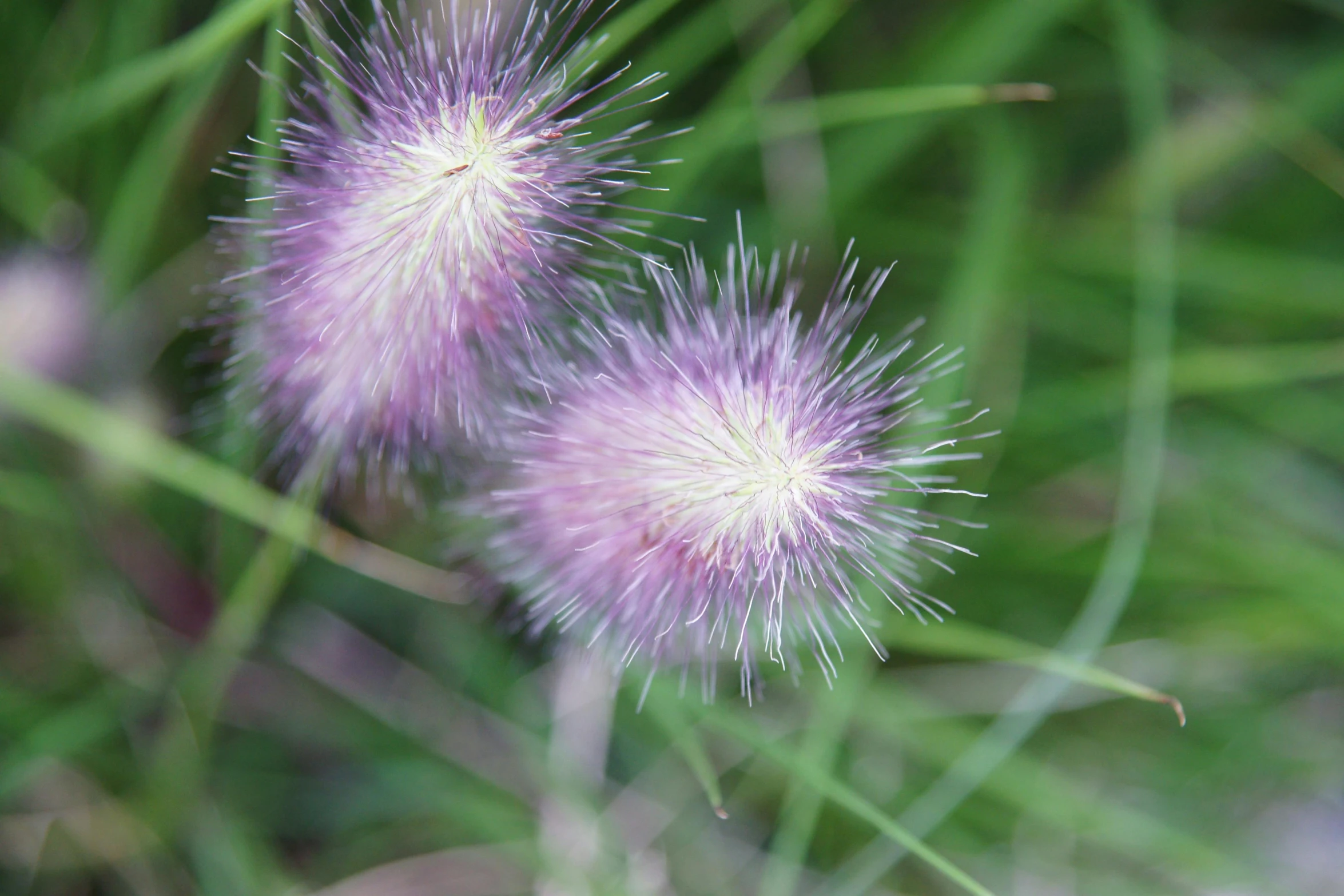 a closeup view of the flowers in the foreground