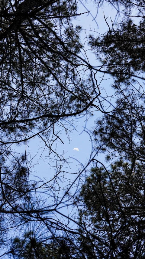 the moon shining behind a thin tree