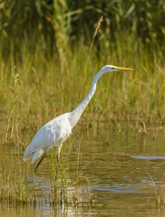 an egret stands in shallow water near grass