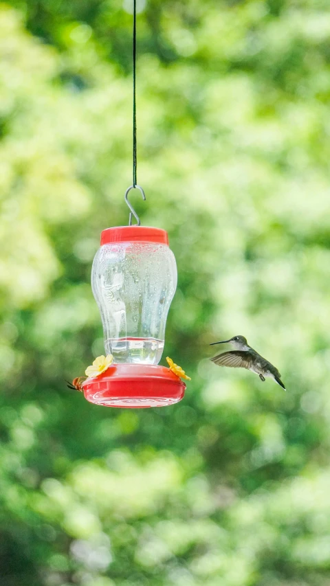 a hummingbird approaching a bird feeder and another bird near by