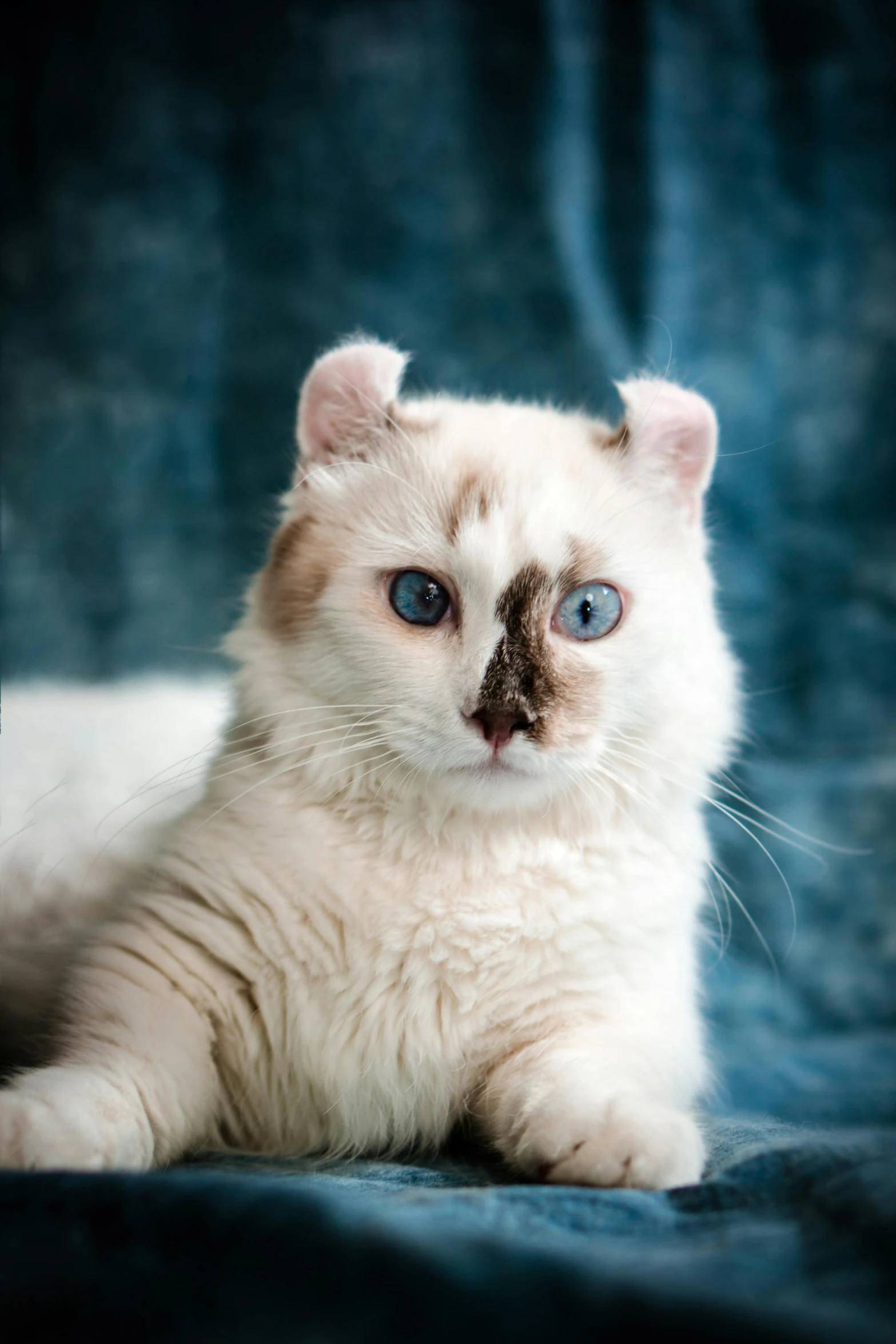 a white and tan cat with blue eyes sitting on blue fabric