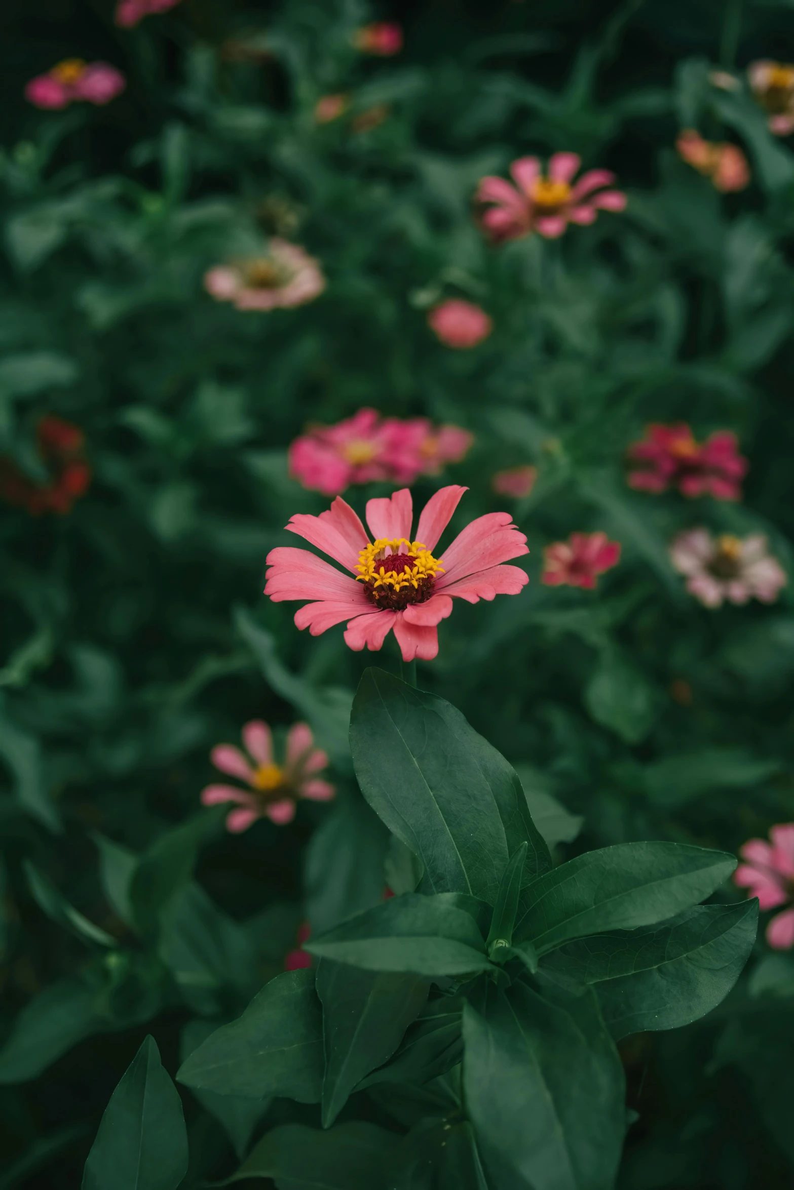 a flower surrounded by large green leaves and bright pink flowers