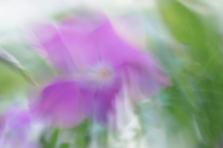 some purple flowers are growing and blurred