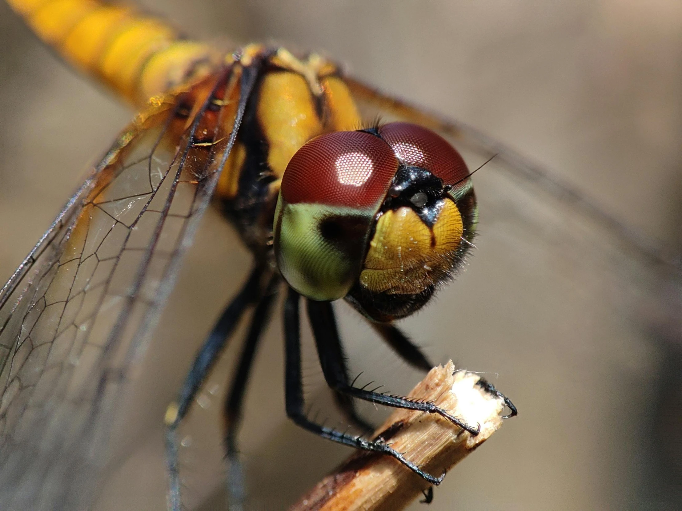 a colorful dragonfly perched on a thin twig