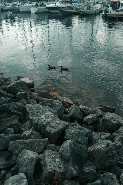 a body of water with ducks and boats docked