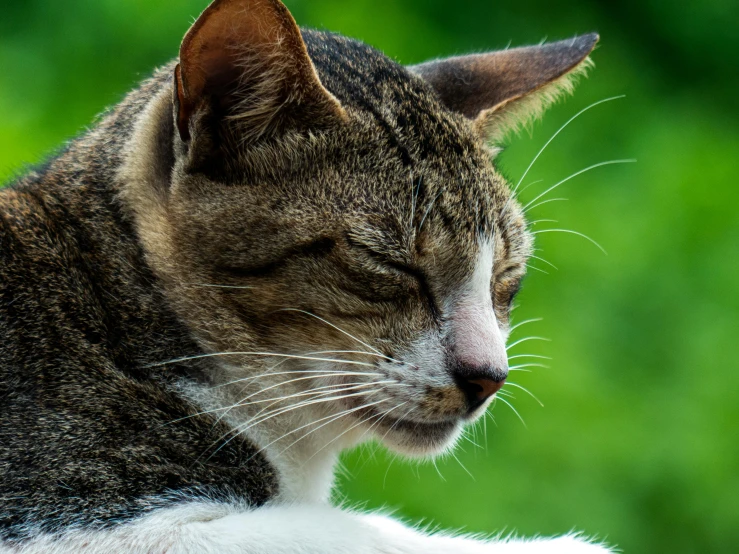 a cat with it's eyes closed is sleeping