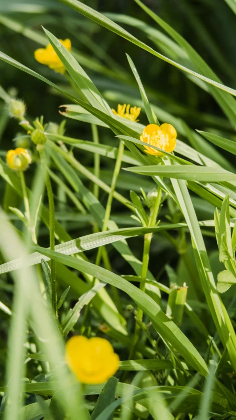 the view through some very green grass with flowers