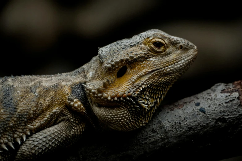 a close up of an adult lizard on a nch
