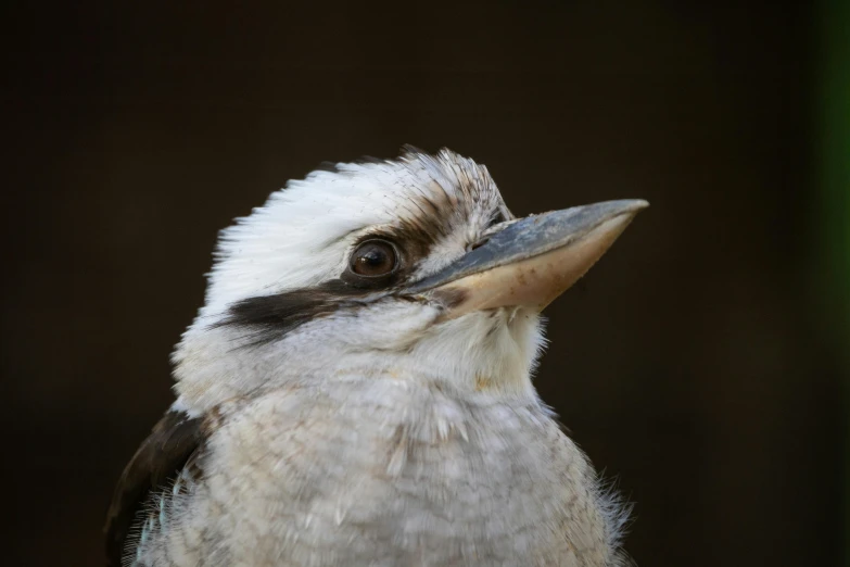 a close up image of a small bird