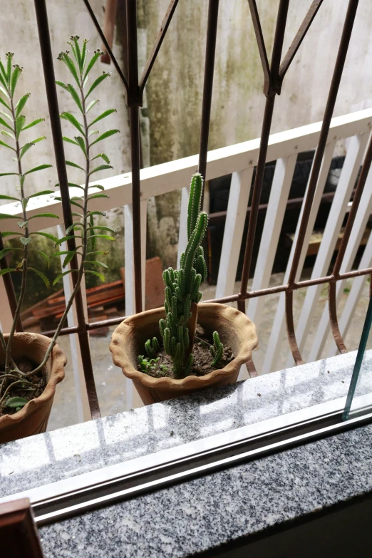 two green plants on an iron balcony with a white fence behind them