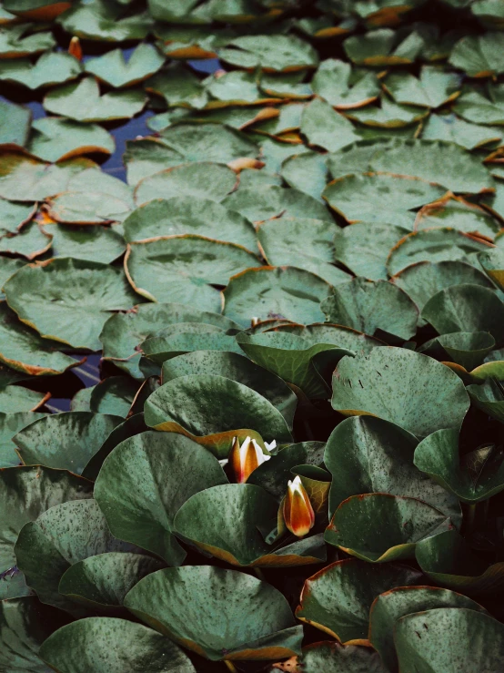 a water plant in a pond with leaves on the floor