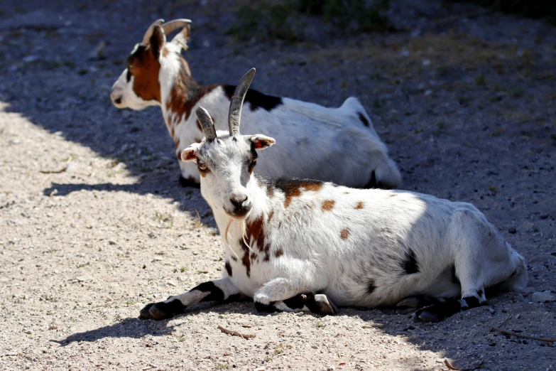 two goats with horns laying on the dirt ground