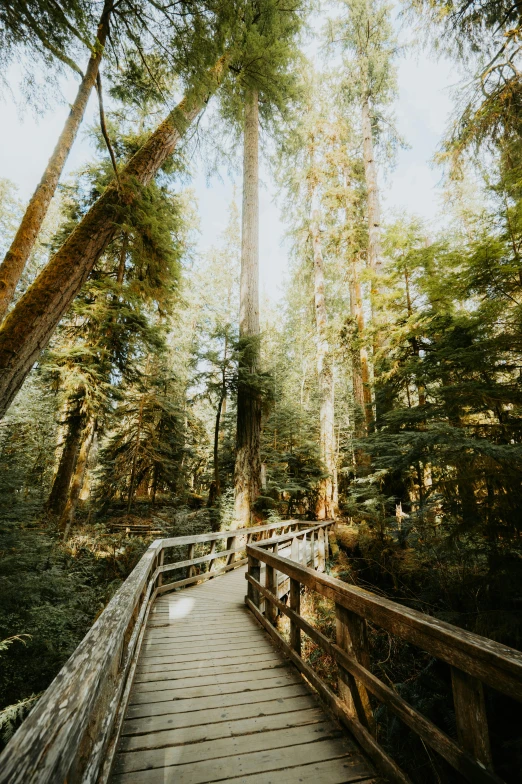 a wooden bridge through a lush green forest