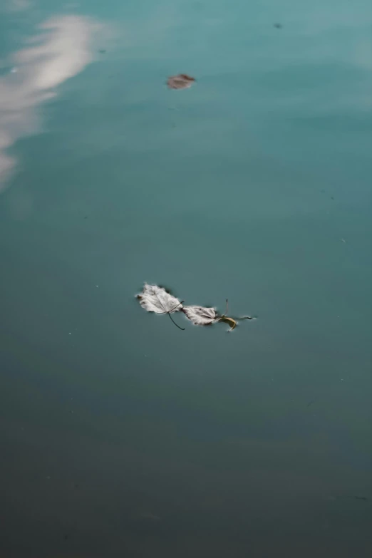 a bird floating on top of the ocean surrounded by water